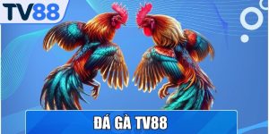 Đá Gà TV88